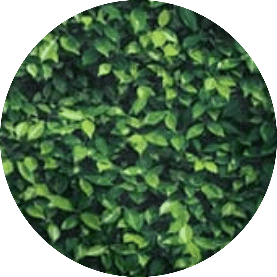 best-event-rentals-near-me-wedding-decor-best-wedding-rentals-fast-delivery-free-shipping-rent-my-wedding-greenery-backdrop-boxwood-backdrop