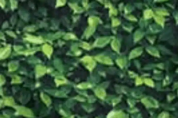 Close-up of small green boxwood leaves filling the frame
